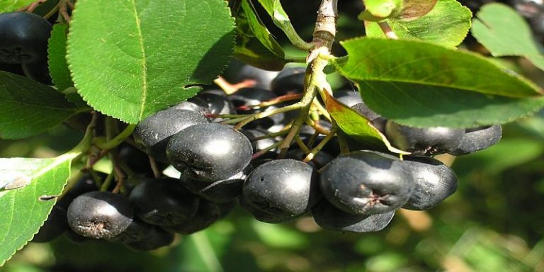 aronia