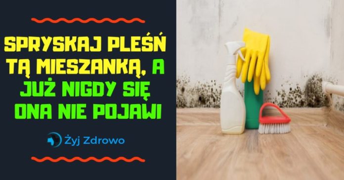 pleśń w domu usuwanie