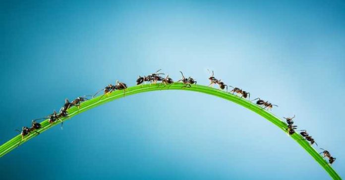 Jak pozbyć się mrówek z domu