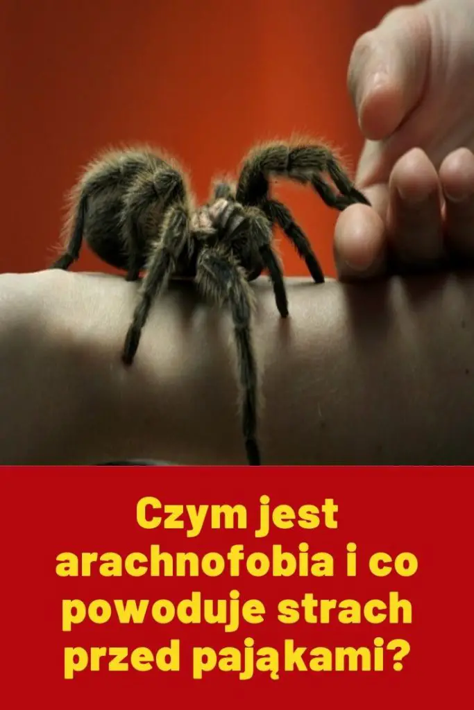 Czym Jest Arachnofobia I Co Powoduje Strach Przed Pająkami 4482