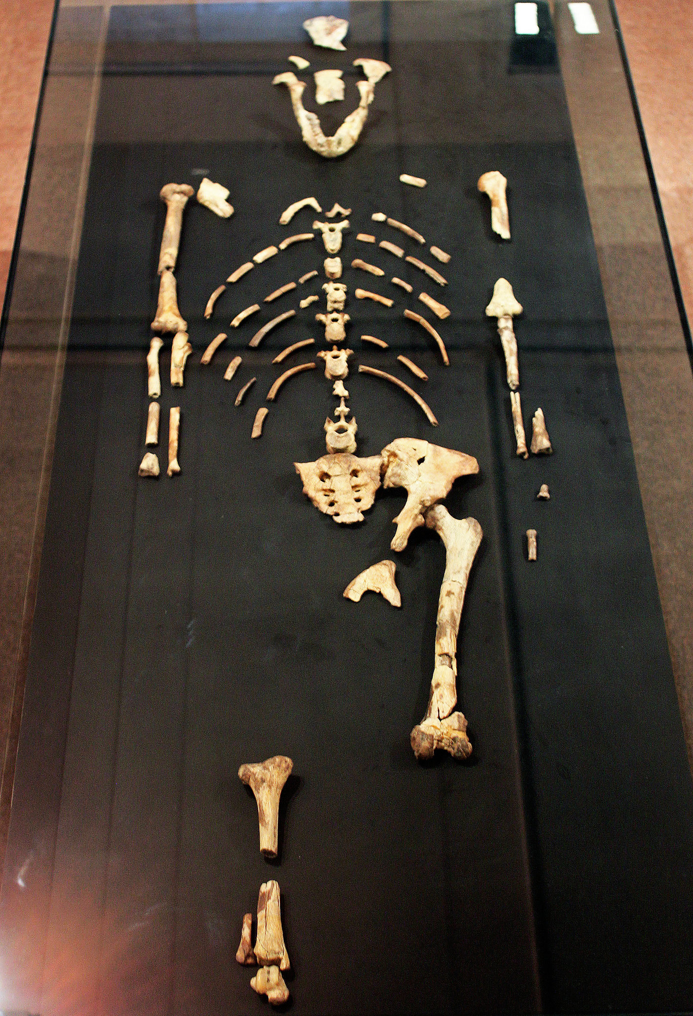 Kim jest Lucy australopithecus szkielet