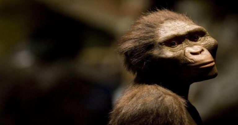 Kim jest Lucy australopithecus? Nasz tajemniczy przodek?
