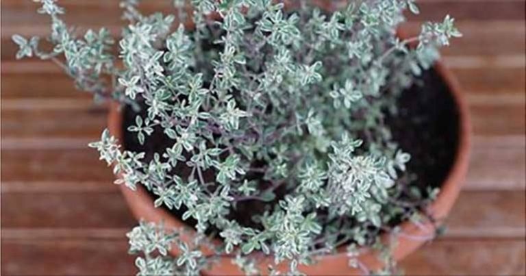 zioło zabijające wirusa