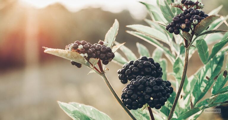 czarny bez przeziębienie