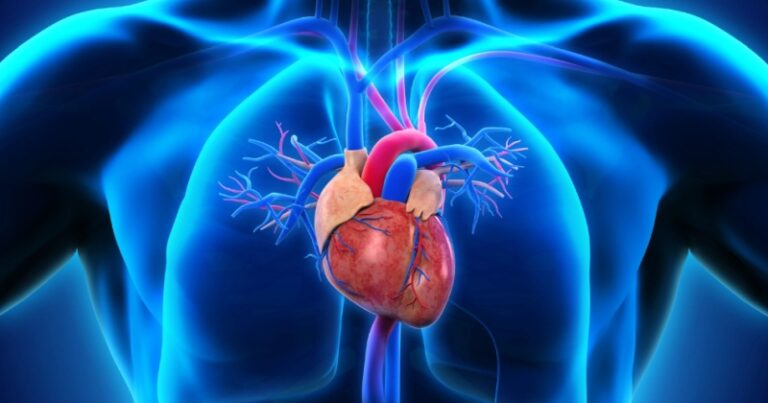 Naukowcy wyhodowali kawałek ludzkiego serca i ono rzeczywiście bije