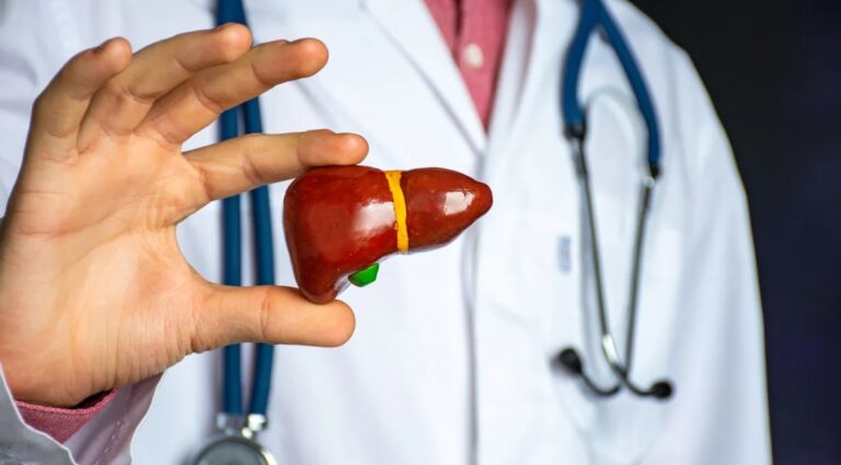 lekarz trzyma model wątroby
