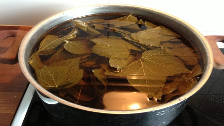 napar czarna porzeczka