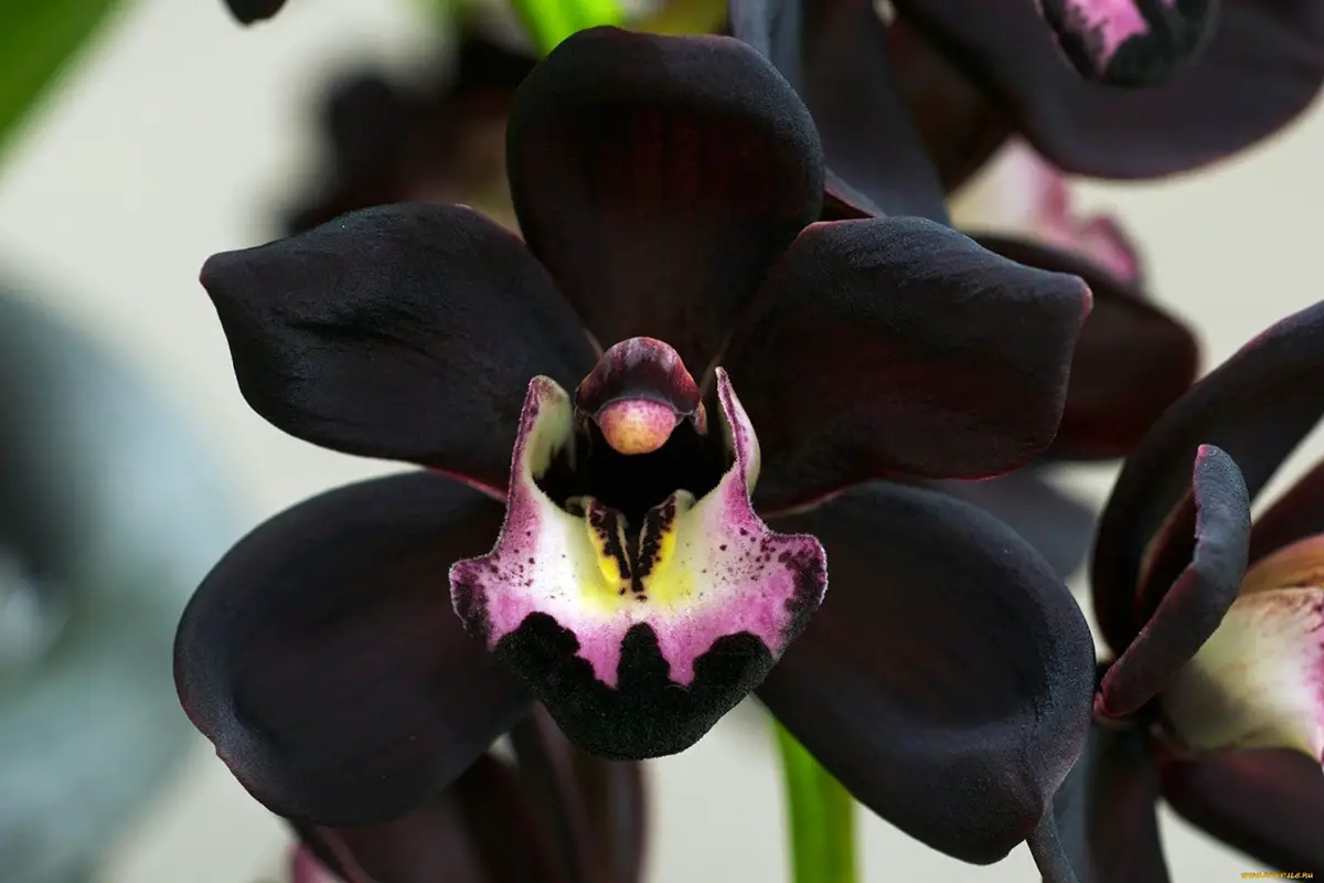 czarna orchidea kwiat