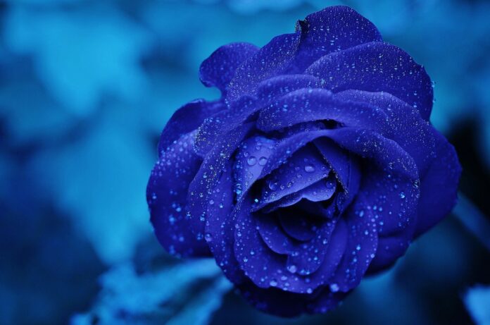 Co oznacza niebieska róża