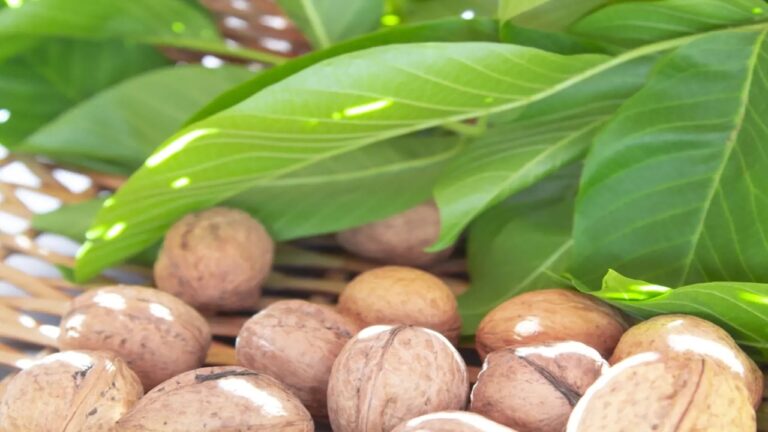 liście orzecha włoskiego