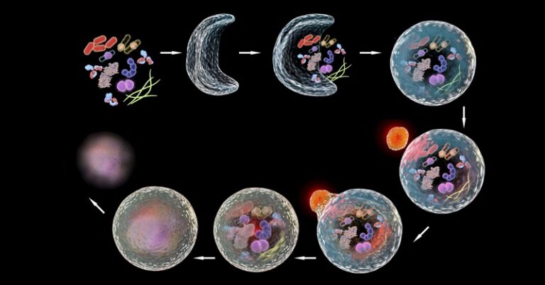 proces samooczyszczania w organizmie