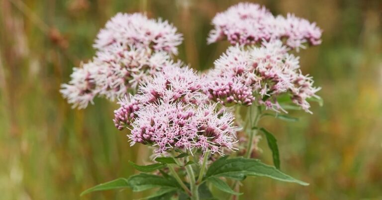 Niesamowite korzyści waleriany