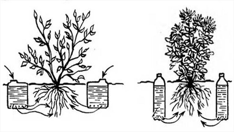 automatyczny nawadniacz do warzyw