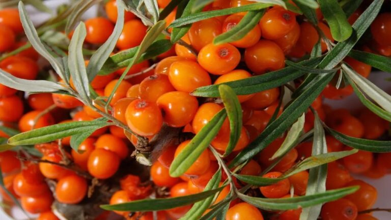 kilka jagód rokitnika