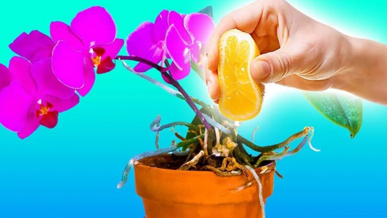 orchidea i sok z cytryny