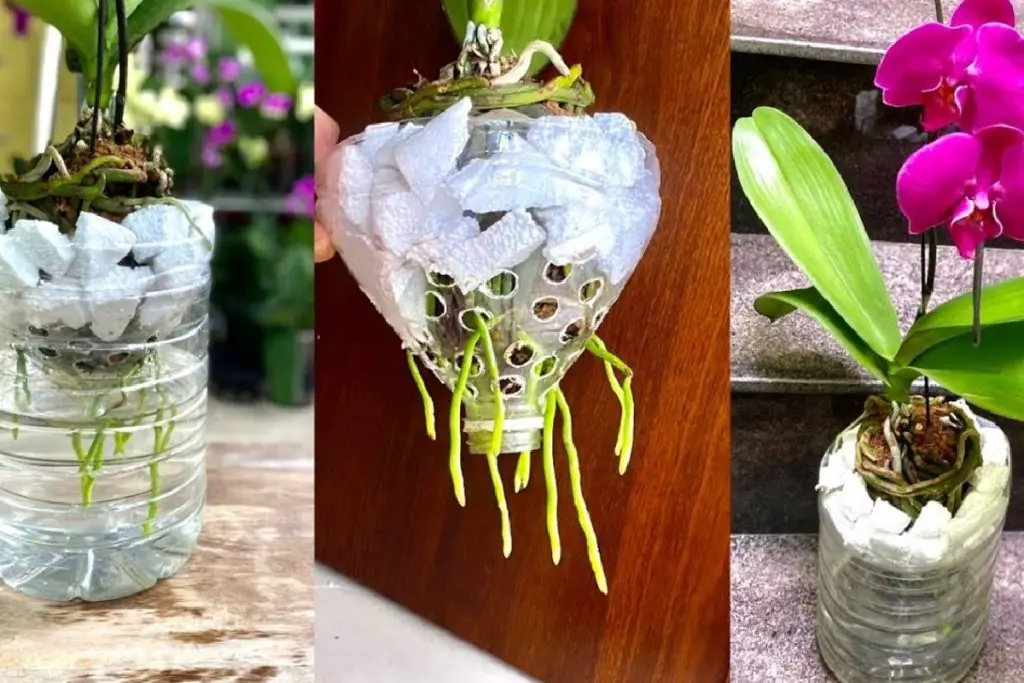 how-to-grow-orchids-|-discover-the-steam-method-|-they-take-root-quickly-and-bloom-for-a-long-time