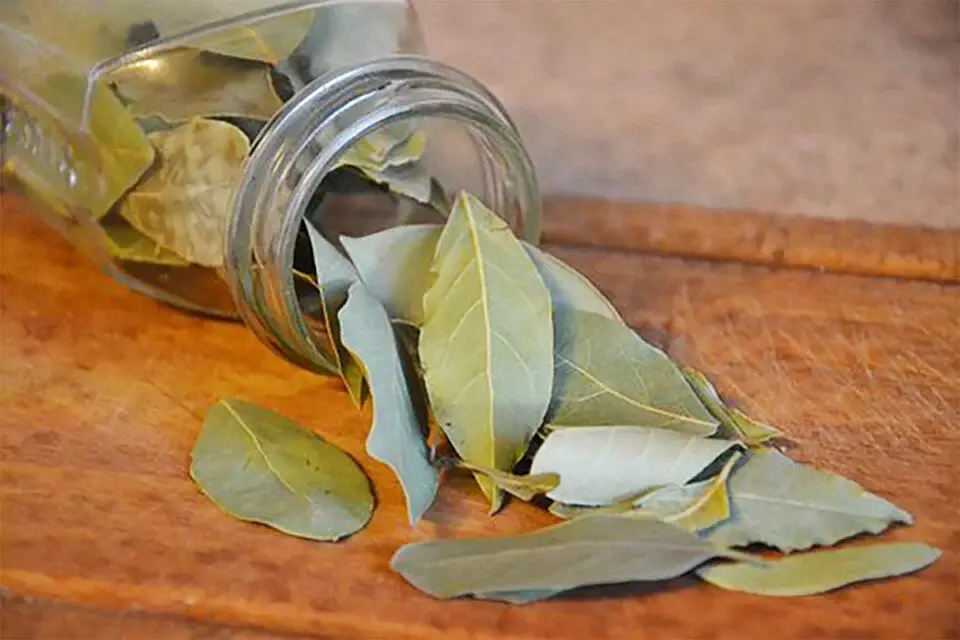 put-bay-leaf-in-the-refrigerator,-my-grandmother-always-did-it!-here’s-why-and-how-to-do-it