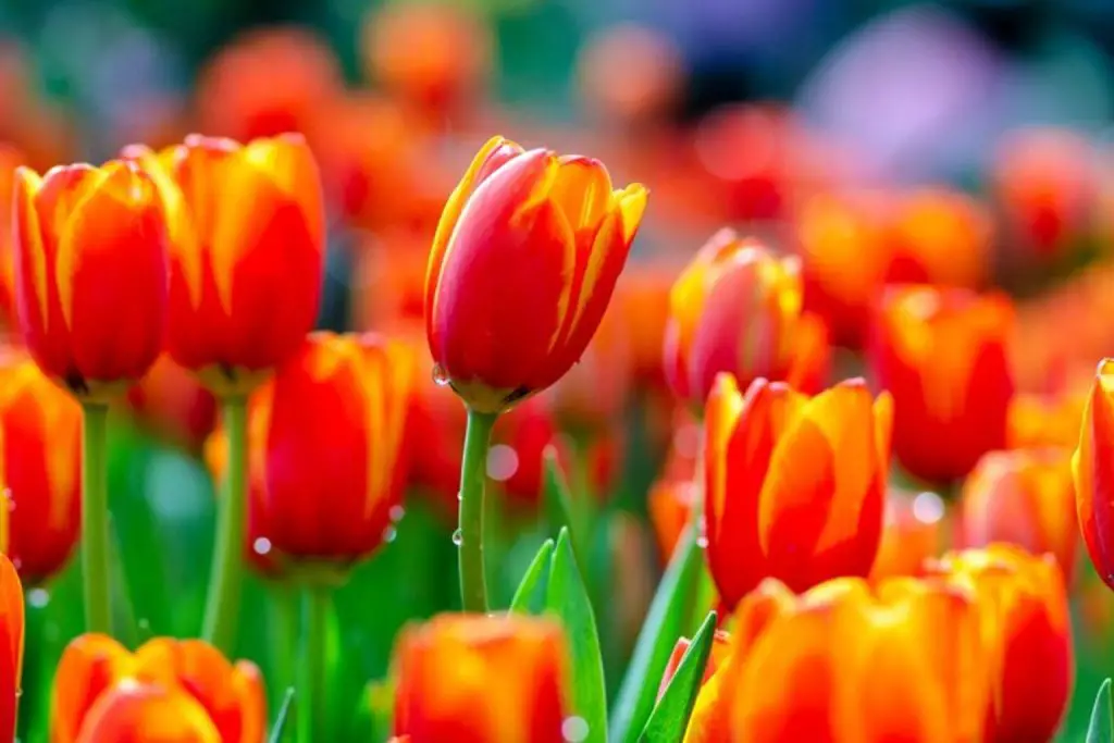 colorful-and-lush-tulips-with-this-diy-fertilizer!