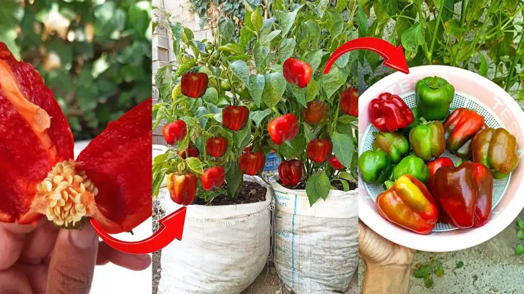 how-and-when-to-harvest-peppers-of-all-types