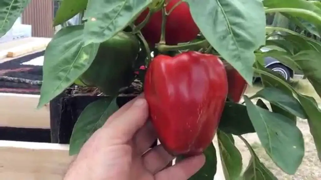 12-tips-for-growing-peppers-indoors