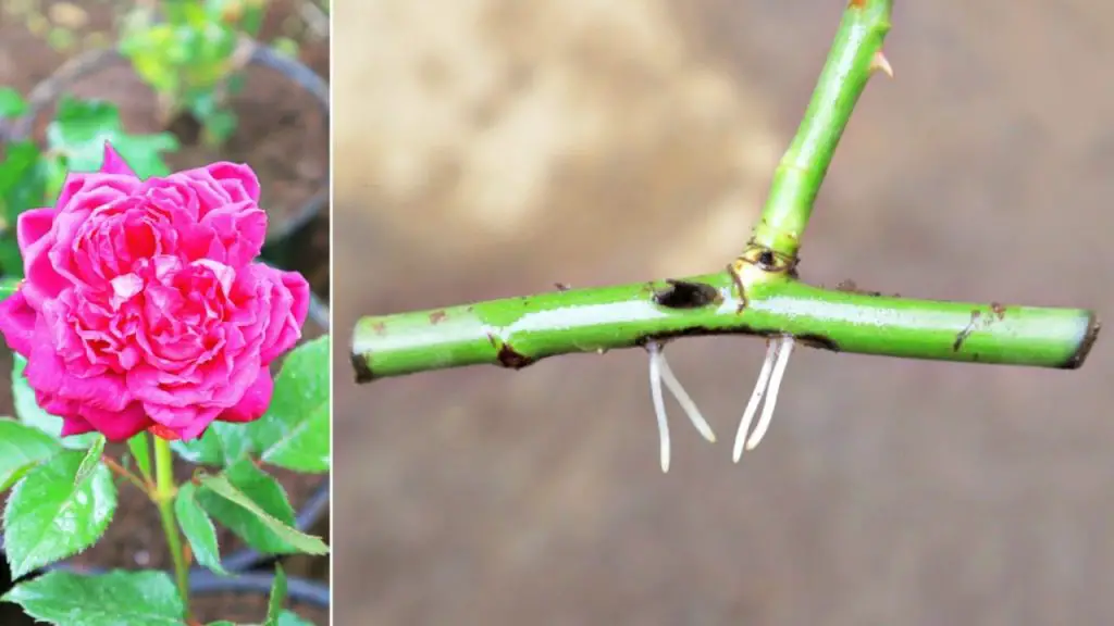 rose-cuttings-from-a-branch-:-how-to-grow-roses-from-branch-cuttings