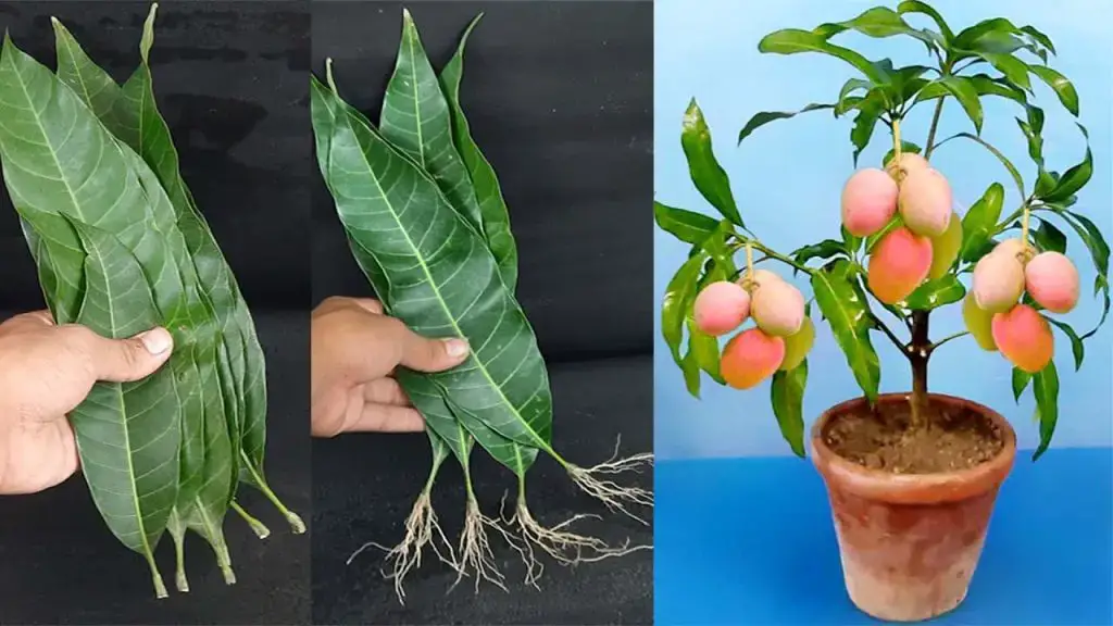 how-to-grow-a-mango-from-leaves-(100%-success)