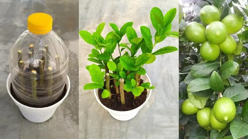 how-to-propagate-lemon-trees,-grow-lemon-cuttings-in-30-days