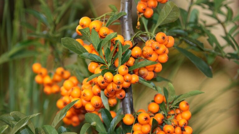 babicce-nedokazali-pomoct-ani-lekari,-tak-si-pomohla-sama.-vytvorila-smes,-ktera-uz-za-3-dny-leci-zlucnik,-jatra,-tvrdou-stolici-a-odstranuje-toxiny-ve-strevech