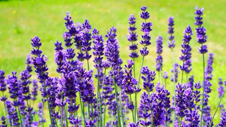 mela-jsem-plisne-na-nohou-po-dobu-2-let,-dnes-je-umim-odstranit-za-20-minut.-od-te-doby,-co-si-davam-do-koupele-tuto-bylinku,-mizi-i-kuri-oka-a-bradavice