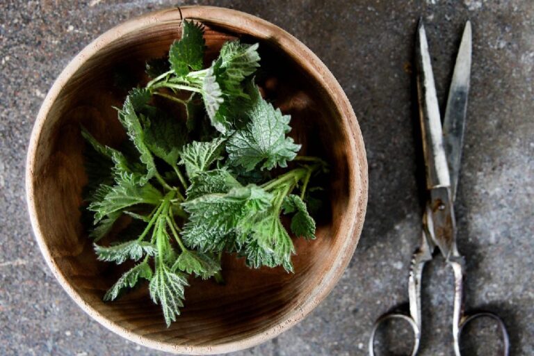 roste-venku-a-my-ani-nemame-poneti,-co-dokaze:-obycejna-kopriva-leci-bolest-hlavy,-ekzemy-i-chudokrevnost,-staci-si-ji-natrhat,-roste-uplne-vsude