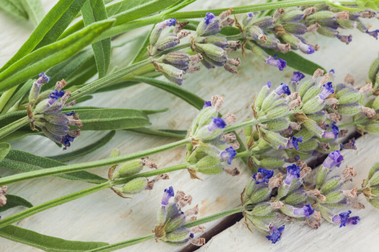 kamarad-kozni-lekar-mi-poradil,-jak-si-doma-vyrobit-mast,-ktera-normalne-v-lekarne-stoji-500-kc.-jde-to-doma-za-10-kc,-vyrazky-a-akne-se-mohou-jit-bodnout