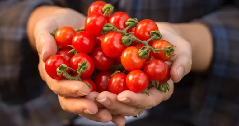 15 powszechnych chorób pomidorów: Jak je rozpoznać i zwalczyć, aby cieszyć się zdrowymi zbiorami