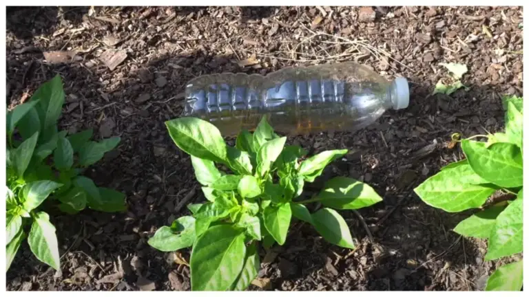 Prosty sposób na pozbycie się mrówek w ogrodzie bez chemicznych oprysków