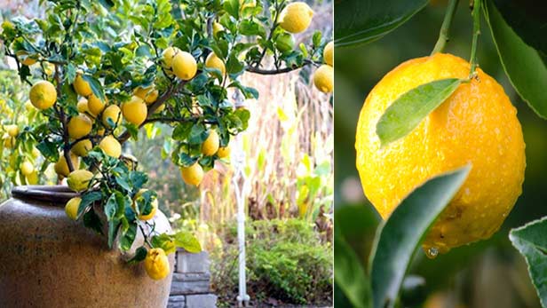 Jak nawozić cytryny, by cieszyć się bujnymi owocami do jesieni