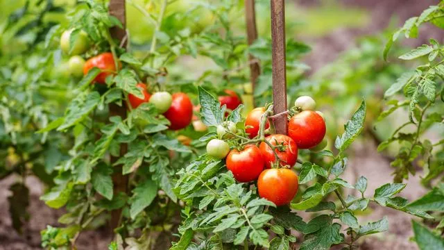 Nigdy nie sadź tych warzyw obok pomidorów: 9 warzyw, których należy unikać