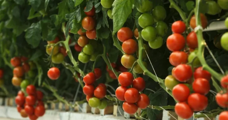 Tajemnica Obfitych Plonów: Jak Uprawiać Pomidory Według Sekretów Mojego Dziadka