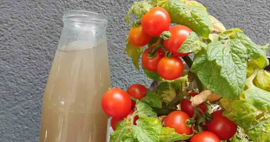 Jak zapewnić szybki wzrost pomidorów i ogórków podczas suszy