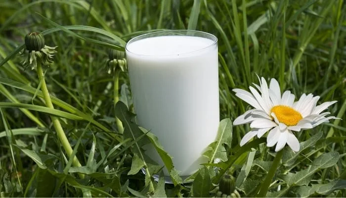 7 zastosowań mleka w ogrodzie