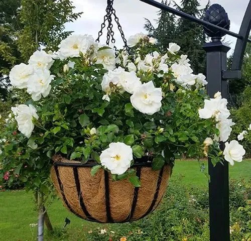 7 wskazówek dotyczących uprawy róż w wiszących koszach