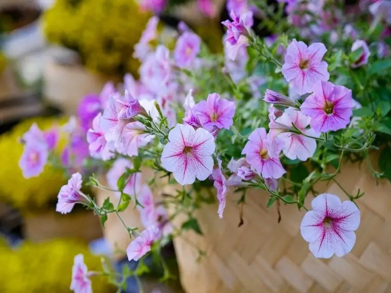 Jak ożywić surfinie – skuteczne triki na więdnięcie i opadanie kwiatów