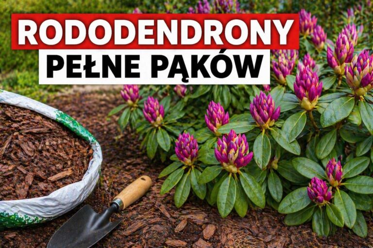 Podsyp tym rododendrony w kwietniu. W sezonie mogą obsypać się pąkami jak szalone