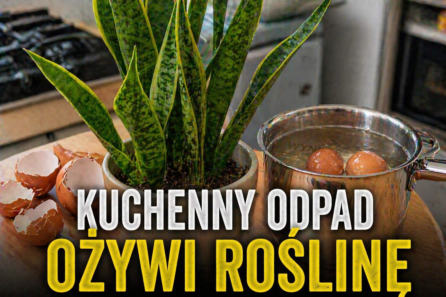 Sansewieria po zimie nie wypuszcza liści? Ten kuchenny odpad może ją pobudzić
