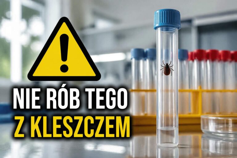 Masz kleszcza? Lekarze ostrzegają przed drogim błędem, który daje fałszywe poczucie bezpieczeństwa