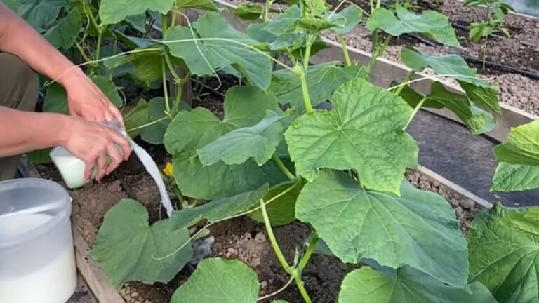 Drożdżowa odżywka do ogórków: zastosuj ją zaraz po posadzeniu
