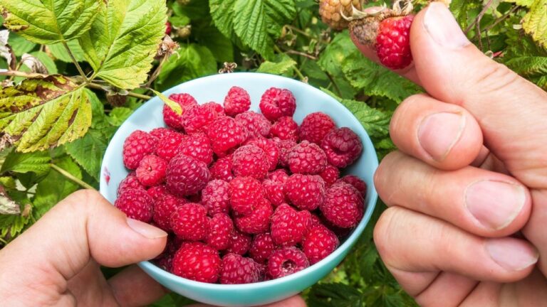 Maliny latem potrzebują osłony. Ten zabieg pomaga krzaczkom udźwignąć owoce