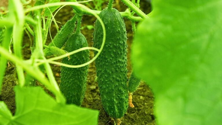 Ogórki lubią tę odżywkę z kuchni. Pół szklanki płatków owsianych może wesprzeć plonowanie