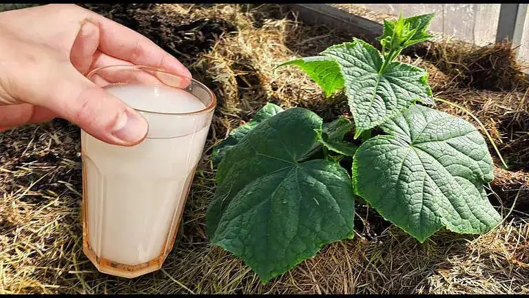 Ogórki dostają litr pod krzak i ruszają z plonem. Domowa odżywka wymaga dwóch etapów