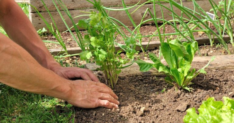 Posadź to obok pomidorów. Naturalne sąsiedztwo może ograniczyć choroby i szkodniki
