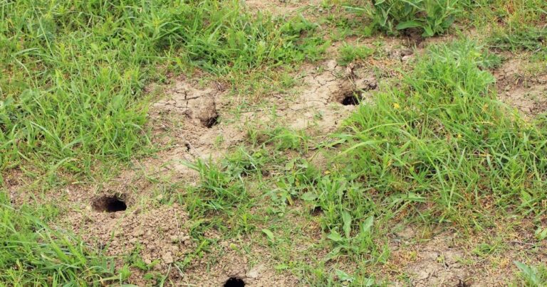 Tunele pod grządkami zdradzają groźnego lokatora. Dwa kuchenne składniki mogą wypłoszyć turkucia