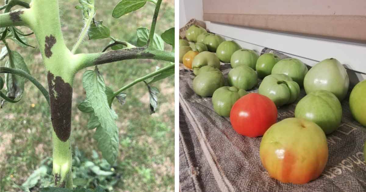 Zaraza ziemniaczana na pomidorach nie czeka. Pierwsze plamy wymagają szybkiej reakcji